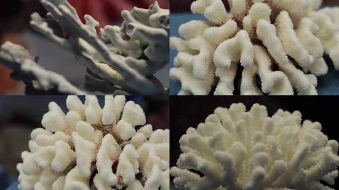 各类珊瑚活体标本