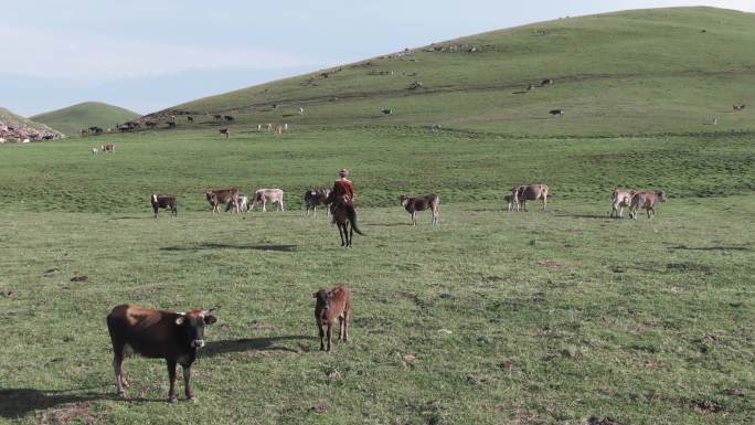 牧人在草原上放牧