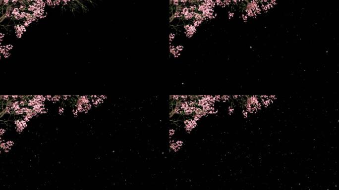 桃花树枝生长开花飘花落花-带透明通道
