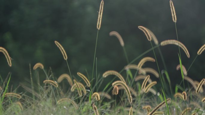 记得狗尾巴草吗?