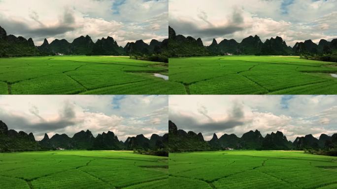 秋天阳光下桂林喀斯特山边稻田里结穗的禾苗