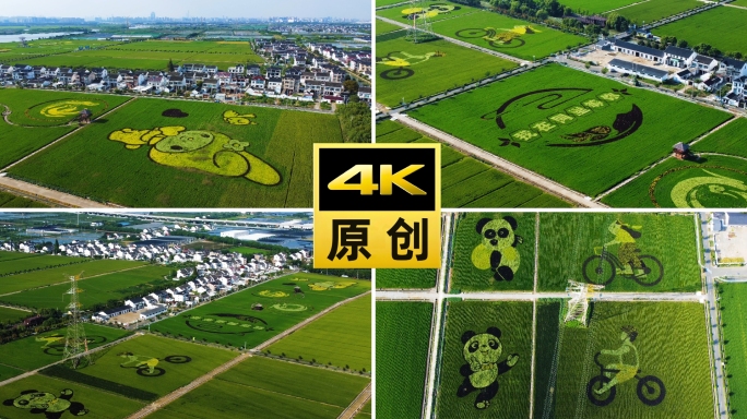 吴江北联村稻田画航拍