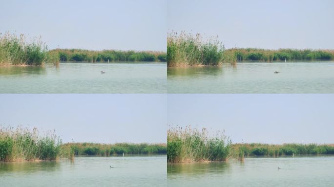 宁夏石嘴山沙湖旅游区芦苇荡中的候鸟