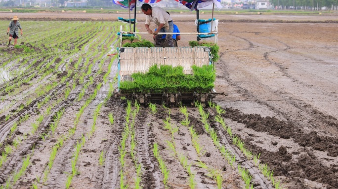 实拍8k水稻机械种植