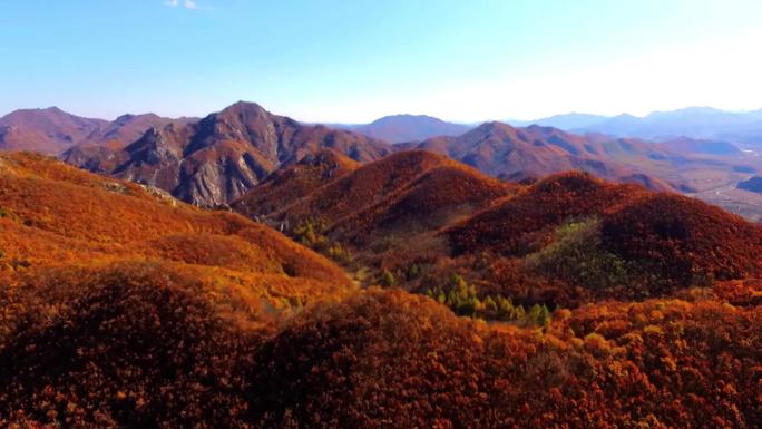 秋天秋叶秋景山林山枫叶唯美红叶航拍