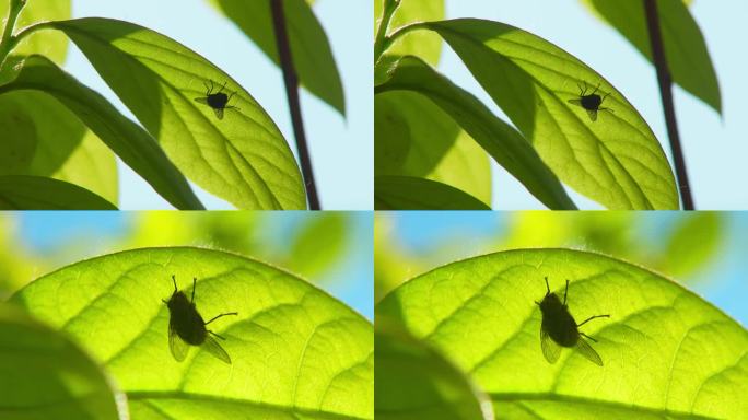 树叶上苍蝇丨4K丨原创实拍
