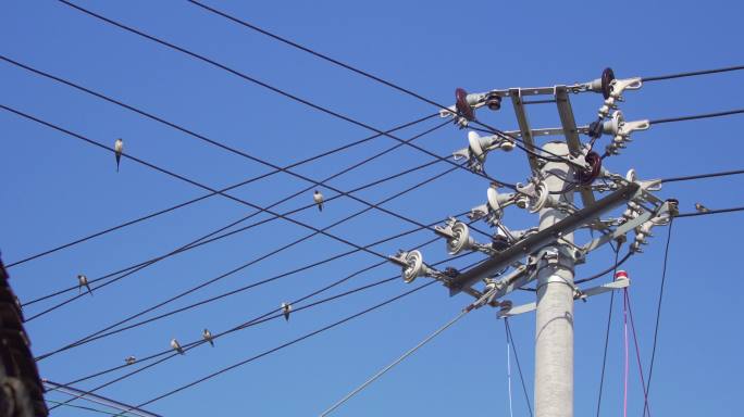 蓝天白云下电线杆上的小鸟z