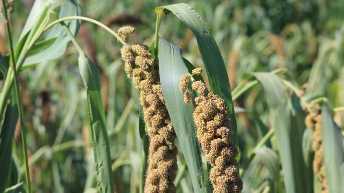 【合集】实拍田地里成熟的小麦 杂粮 丰收