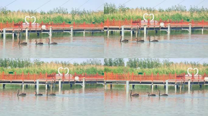 宁夏石嘴山沙湖旅游区鸟岛的天鹅