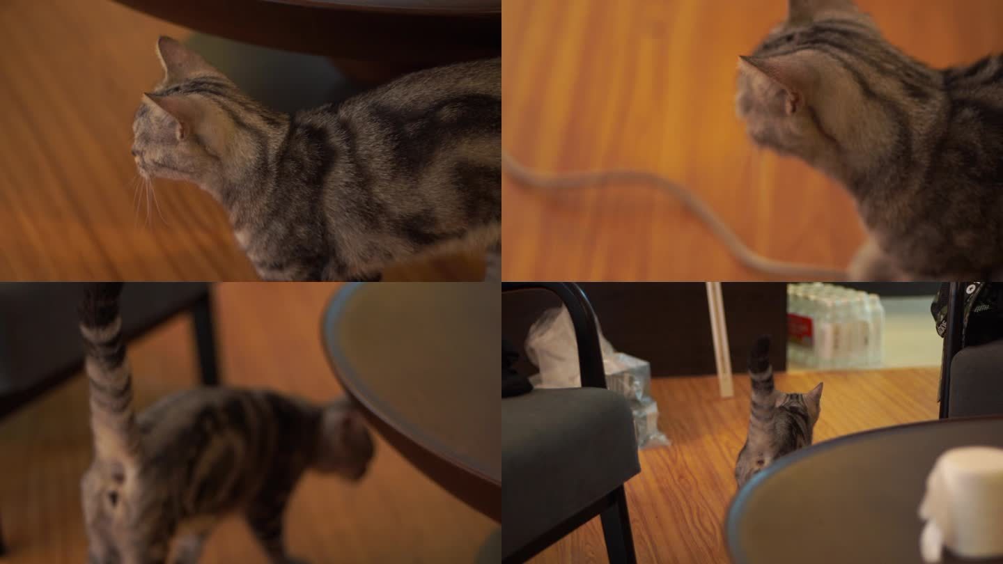 小猫实拍 美短实拍 美短视频