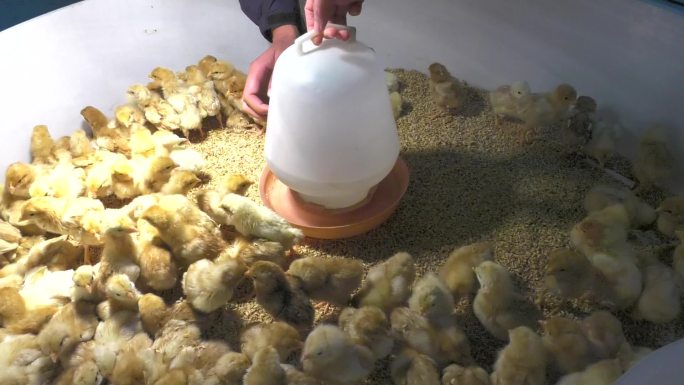 雏鸡 小黄鸡 鸡群 放入饮水器 小鸡喝水