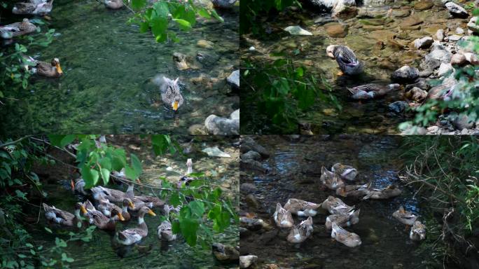 4K溪沟里的一群鸭子
