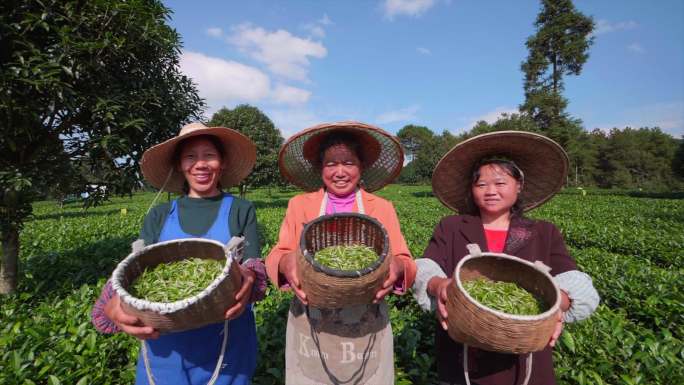 茶农采茶茶园幸福收获