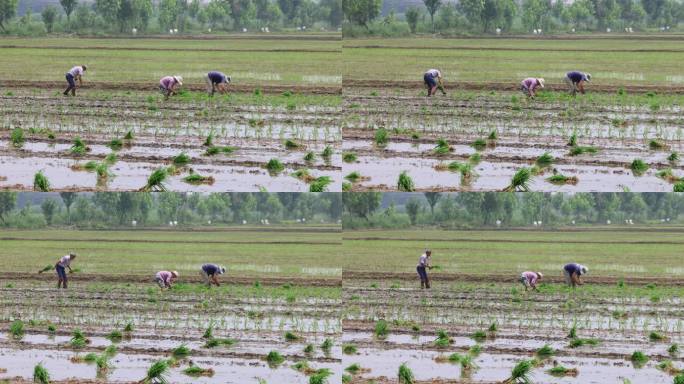 实拍8k农民种植水稻