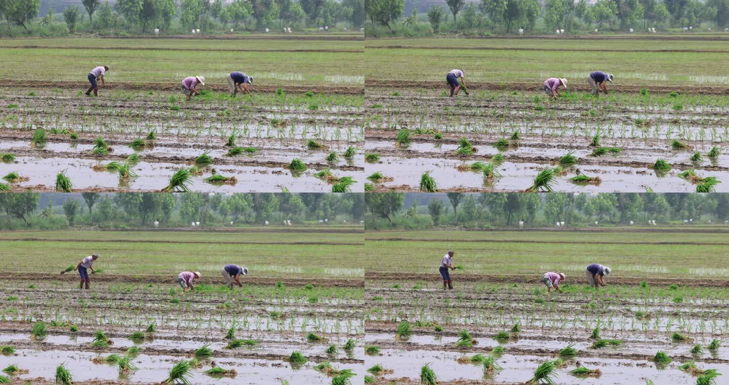 实拍8k农民种植水稻
