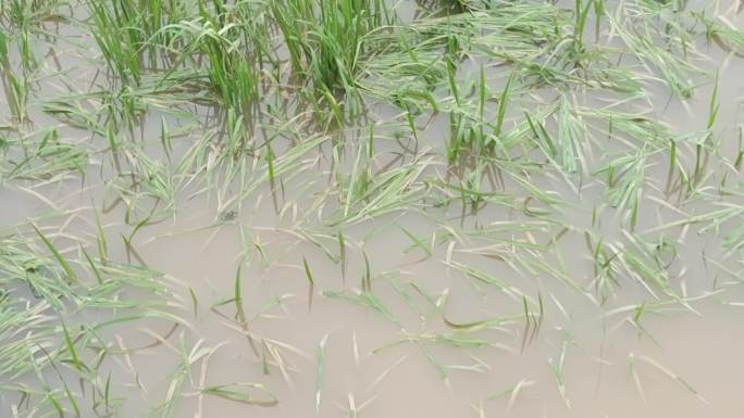 洪水淹稻田水稻被淹农村水位上涨田间涨水