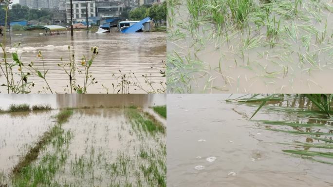 洪水淹稻田水稻被淹农村水位上涨田间涨水
