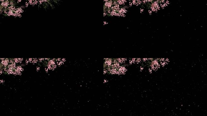 桃花树枝生长开花飘花落花-带透明通道