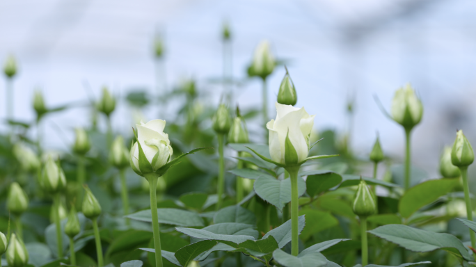 现代温室大棚玫瑰花特写实拍【花卉系列一】