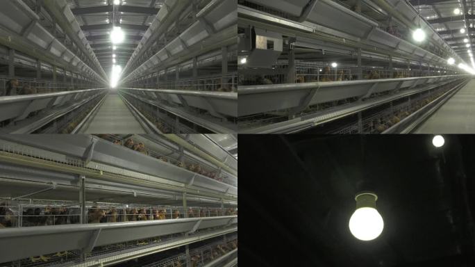 养鸡场 鸡舍 蛋鸡 照明设备 白炽灯