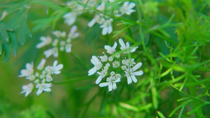 香菜花朵芫荽花小花