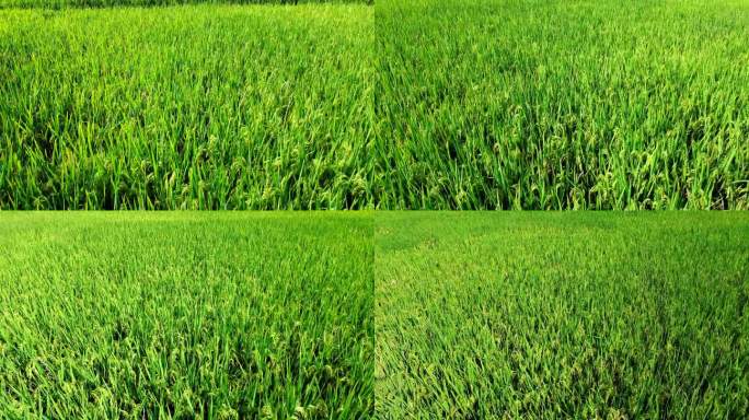微距近距，水稻生长，弯弯水稻头