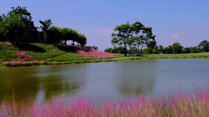 粉黛花海乱子草和湖面