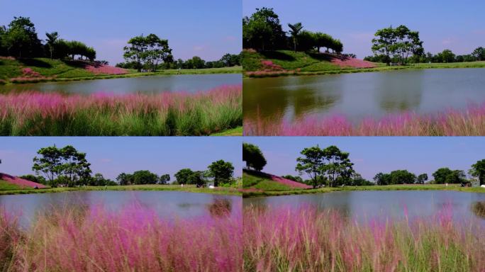 粉黛花海乱子草和湖面