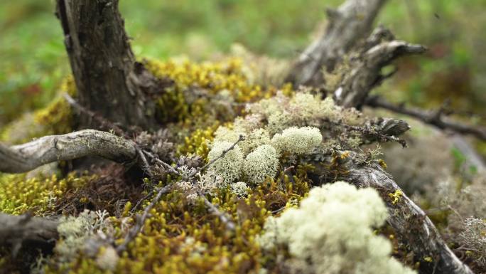 森林朽木上的青苔苔藓