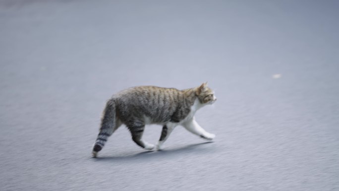 流浪猫在马路上走