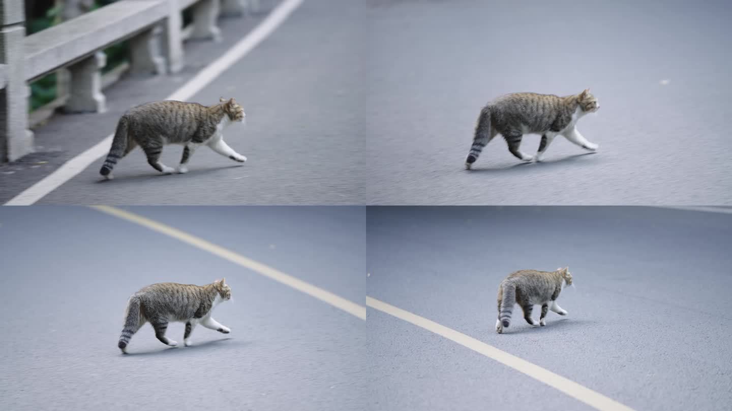流浪猫在马路上走