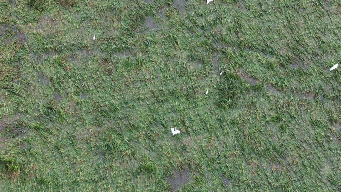 白鹭在因水灾而倒伏的稻田里觅食