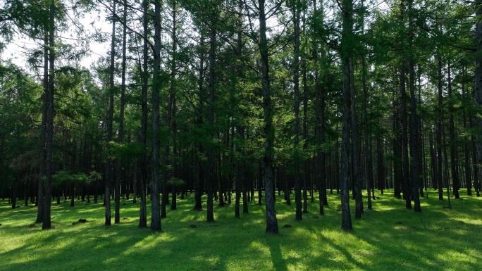 天然林人工林落叶松林