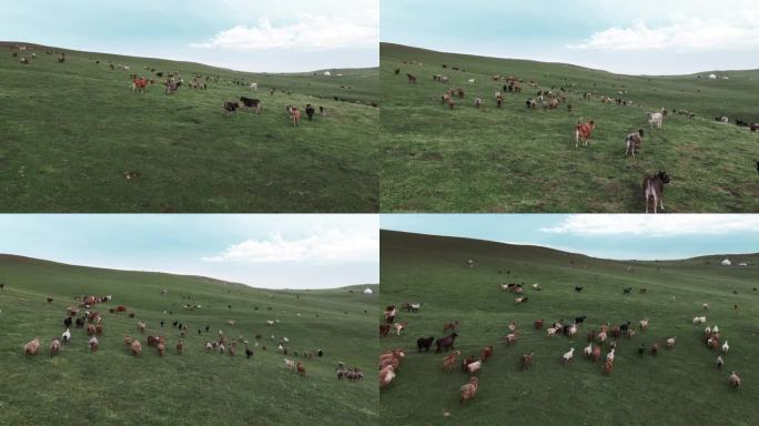 草原上的牛群羊群