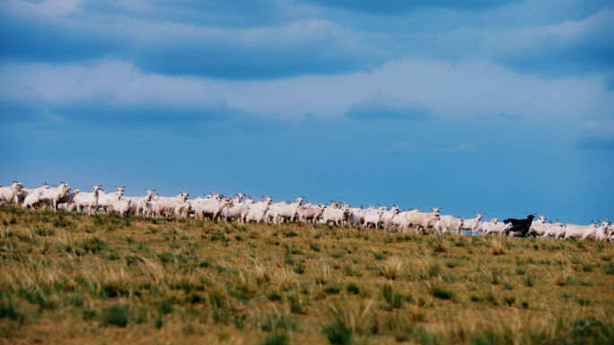 【合集】内蒙大草原山羊羊群放牧牧场