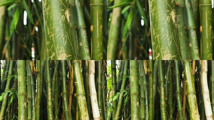 竹林刻满名字的竹子