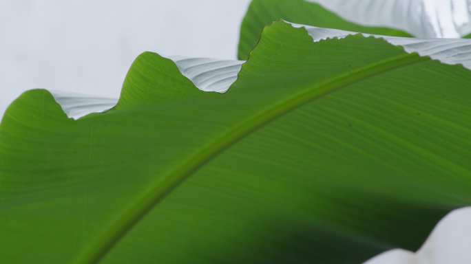 园林庭院一隅 雨打芭蕉