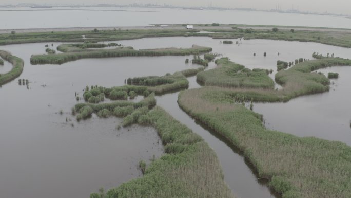 4K-Log-上海青草沙水库湿地自然图腾