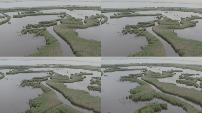 4K-Log-上海青草沙水库湿地自然图腾