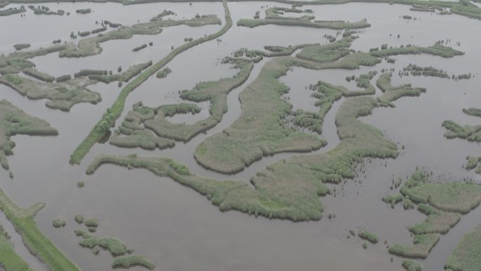 4K-Log-上海青草沙水库湿地自然图腾