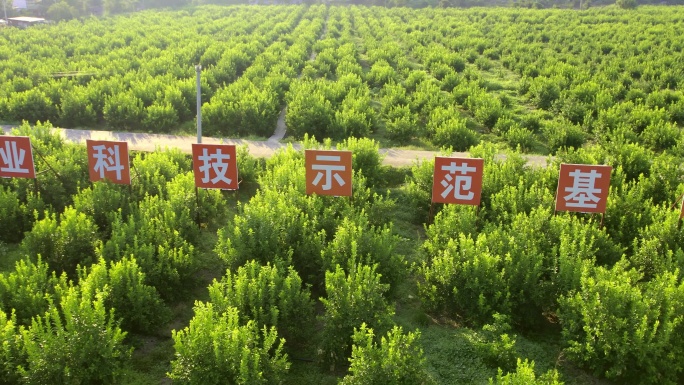 航拍农村柠檬示范基地