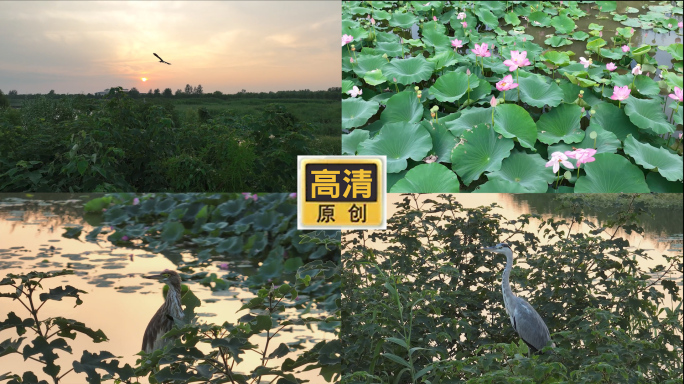 江苏泗洪洪泽湖湿地 荷花池 鸟类