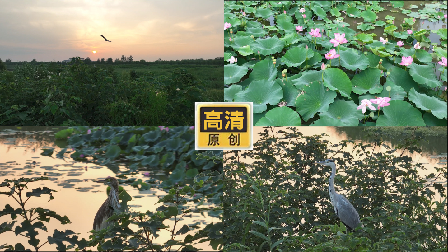 江苏泗洪洪泽湖湿地 荷花池 鸟类