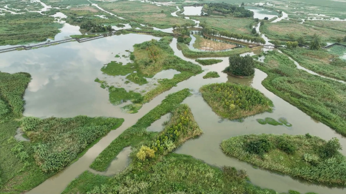 江苏泗洪洪泽湖湿地 荷花池 鸟类