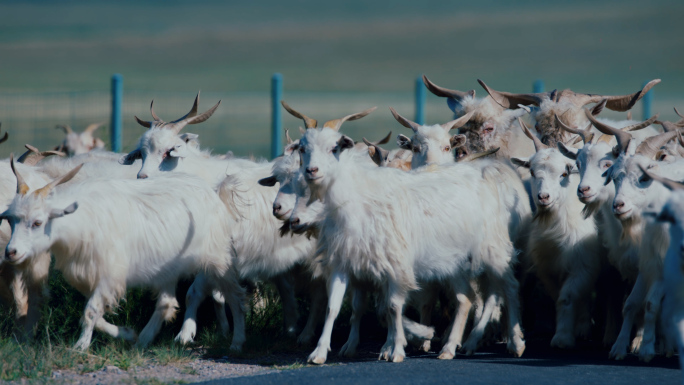 （4K阿莱）草原山羊羊群放牧