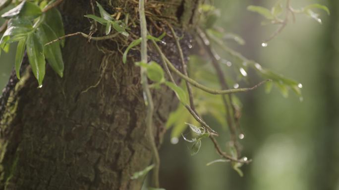 石斛种植养殖