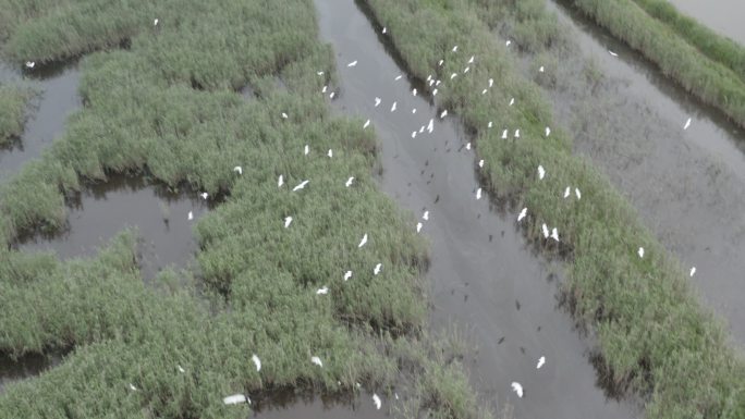 4K-Log-上海青草沙水库湿地过冬候鸟