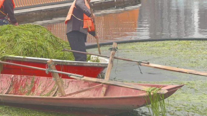 环卫工人清理水草2