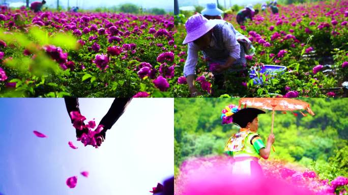 玫瑰花花海花农采花