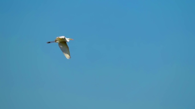飞翔的大白鹭升格